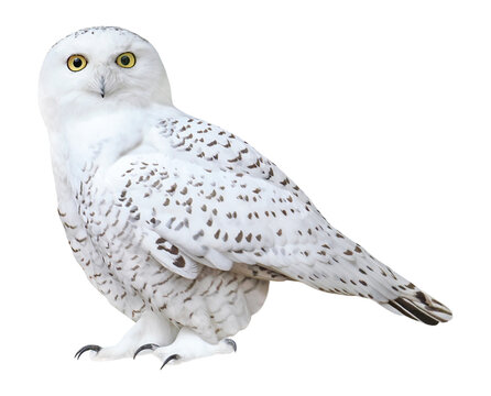 Snowy owl (Bubo scandiacus), PNG, isolated on transparent background
