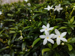 Close up of Jasminum officinale or melati gambir or melati known as the common jasmine or simply...