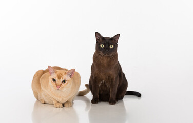 Black and Bright Brown Burmese cats Couple. White background with reflection.