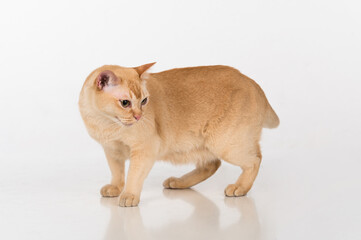 Bright Brown Burmese cat with food. White background with reflection