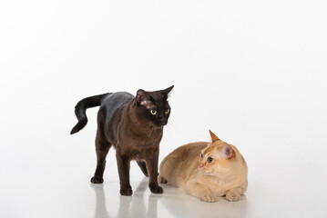 Bright Brown and Black Burmese cats. White background with reflection.