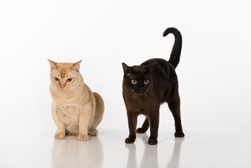 Bright Brown and Black Burmese cats. Isolated on white background