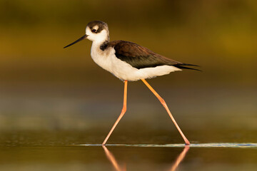 The black-necked stilt (Himantopus mexicanus) foraging at the wetlands of Texas South Padre Island.