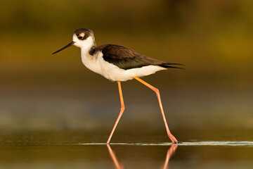 The black-necked stilt (Himantopus mexicanus) foraging at the wetlands of Texas South Padre Island.