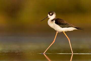 The black-necked stilt (Himantopus mexicanus) foraging at the wetlands of Texas South Padre Island.