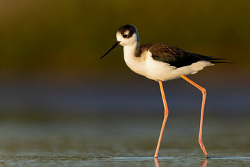 The black-necked stilt (Himantopus mexicanus) foraging at the wetlands of Texas South Padre Island.