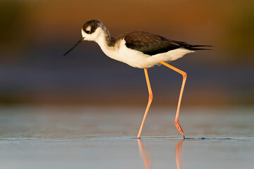 The black-necked stilt (Himantopus mexicanus) foraging at the wetlands of Texas South Padre Island.