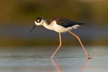 The black-necked stilt (Himantopus mexicanus) foraging at the wetlands of Texas South Padre Island.