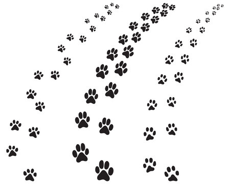Black footprints of dogs, turning right or left, illustration on a white background	