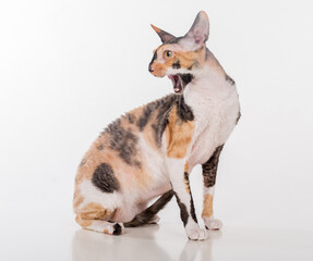 Curious Cornish Rex Cat Sitting on the White Desk. White Background