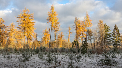 Winterwald im Kalletal