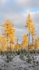 Winterwald im Kalletal