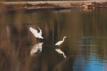 Beautiful aerial vibrant view of Korission Lake Lagoon landscape, Corfu island, Greece with white egret heron bird flock, Ionian sea beach and mountains in a summer sunny day