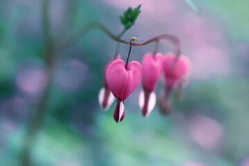 Dicentra pink flowers growing in spring garden. Hearts shaped beauty Lamprocapnos spectabilis flower, soft focus