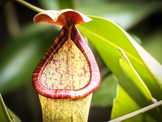 The type of Carnivorous plant known as Kantong Semar or Pitcher Plants with reddish rim in the...