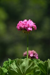 Obraz premium Embalse del Conde de Guadalhorce, Malaga