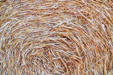 Growing, Harvesting and backgraund of Hay. Harvest of Hay. Field of hay bales. Harvesting at the end of the summer.