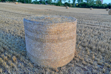 Growing, Harvesting and Baling Your Own Hay. Golden hour