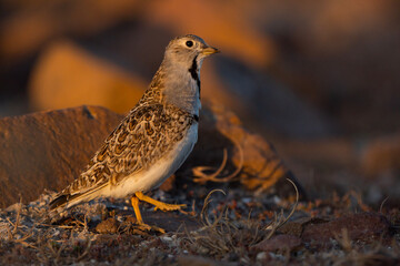 Snipe Girl on the shoreline
