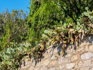 Cacti on the southern coast of Crimea