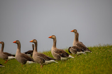 Obraz premium Gans, kolgans, white-fronted goose, graylag goose