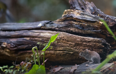 field mouse, Dutch, forest, small mouse, big forest