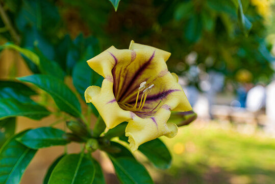 Fiore di Solandra Maxima, Orto Botanico di Palermo IT