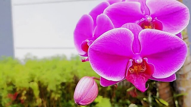 Slow motion. Beautiful blooming orchids in a garden known as Anggrek Bulan. Orchids are found in tropical forests in Asia and can be grown in urban areas with special care