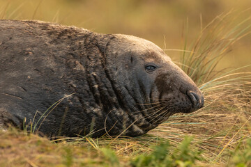 Grey Seal close up