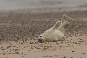 Grey Seal Pup