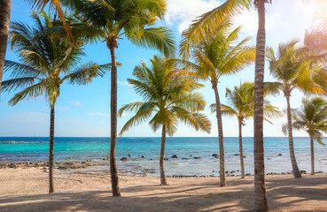 Beautiful Caribbean beach with coconut palm trees on a sunny day.