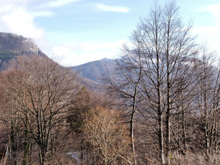 Alberi spogli in primo piano e monti sullo sfondo