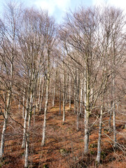 Bosco in inverno con foglie secche