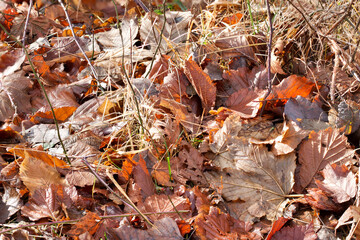 Bosco in inverno con foglie secche