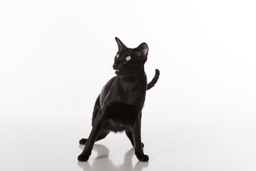 Scared Black Oriental Shorthair Cat Sitting on White Table with Reflection. White Background.