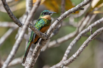 A Rufous-tailed Jacamar also knows as Ariramba perched on a tree in the forest of the cerrrado biome. Species Galbula ruficauda.  Bird lover. Birdwataching. Birding. Animal world.
