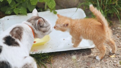 An adult cat hurts a red-haired kitten.