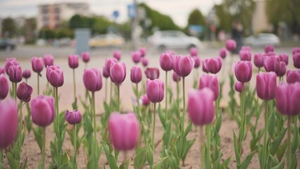 Obraz premium Pink tulips in a flowerbed in the city.