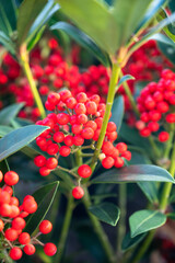 Red berries of winter blossoming garden plant, evergreen skimmia japonica  ornamental plant