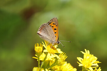 Obraz premium Small copper, American copper or common copper (Lycaena phlaeas), family Lycaenidae on the flowers of ragwort (Senecio jacobaea), family Asteraceae or Compositae. Summer in a Dutch garden.