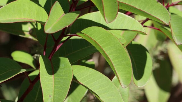 Green alternate distally cuspidate conduplicate entire glabrous oblongly lanceolate leaves of Malosma Laurina Form Rhusifolia, Anacardiaceae, native shrub in the Santa Monica Mountains, Winter.