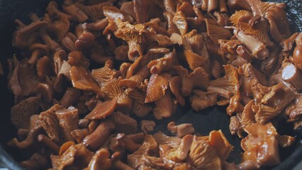 Chanterelles mushrooms are fried in a pan.