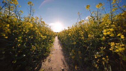 A path in a field of rapeseed on a spring day.