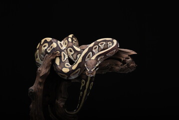 Beautiful ball python in black background