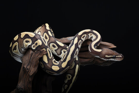 Beautiful ball python in black background