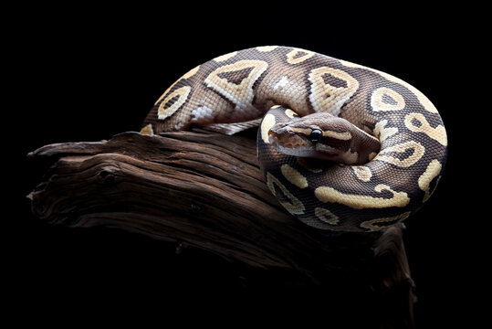 Beautiful ball python in black background