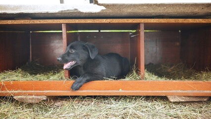 Funny black puppy in a kennel in the village.