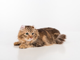 Dark Young American Curl Cat Sitting on the white table. White Background. Looking Down.