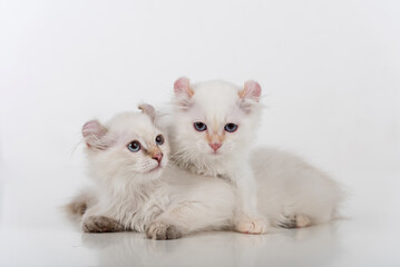 Small and Young Bright White Sad American Curl Cats Couple Sitting on the white table. White Background.