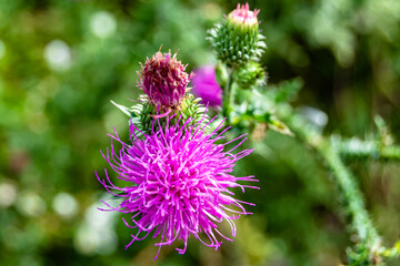 Beautiful growing flower root burdock thistle on background meadow
